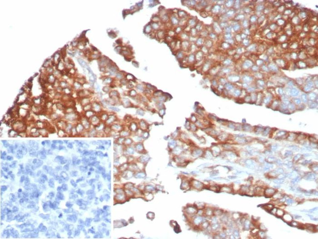 MX1/MX dynamin like GTPase 1 Antibody in Immunohistochemistry (Paraffin) (IHC (P))