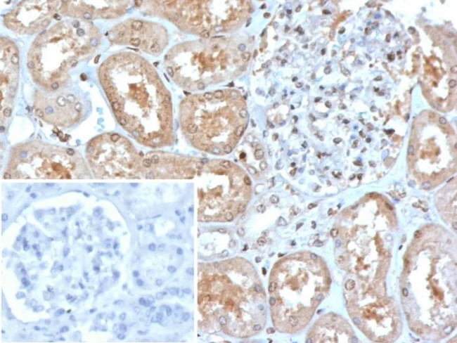 MX1/MX dynamin like GTPase 1 Antibody in Immunohistochemistry (Paraffin) (IHC (P))