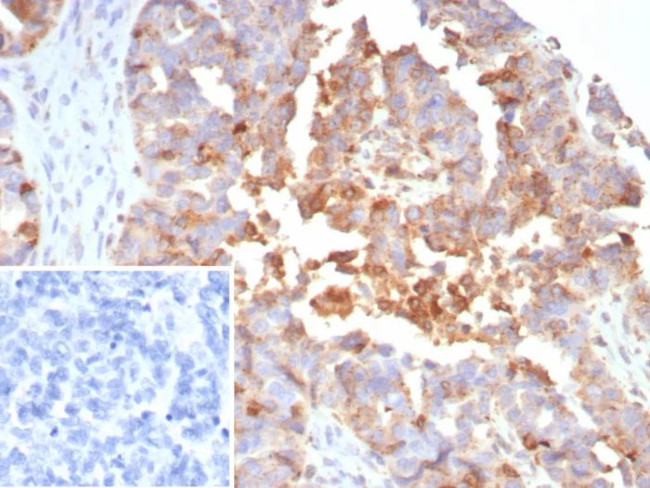 MX1/MX dynamin like GTPase 1 Antibody in Immunohistochemistry (Paraffin) (IHC (P))