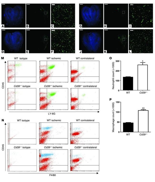 CD39 Antibody in Flow Cytometry (Flow)