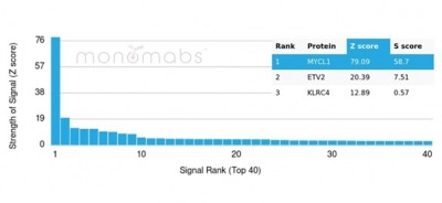 L-Myc/MYCL1 (Transcription Factor) Antibody in Peptide array (ARRAY)