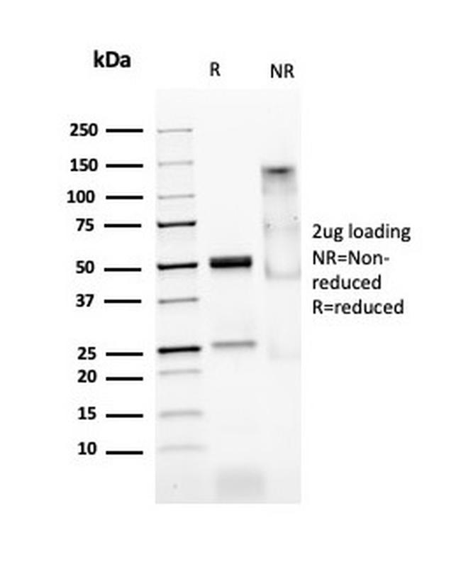 MyoD1 Antibody in SDS-PAGE (SDS-PAGE)