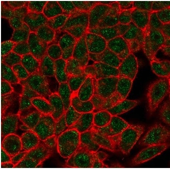 Myogenin/Myf-4 (Skeletal Muscle Marker) (Transcription Factor) Antibody in Immunocytochemistry (ICC/IF)