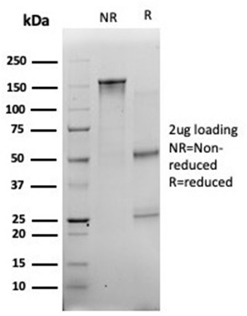 Myogenin/Myf-4 (Skeletal Muscle Marker) (Transcription Factor) Antibody in SDS-PAGE (SDS-PAGE)