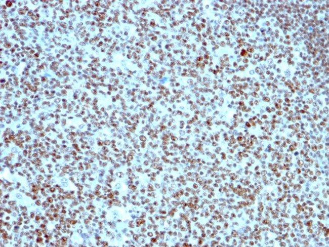 Nucleolin (Marker of Human Cells) Antibody in Immunohistochemistry (Paraffin) (IHC (P))