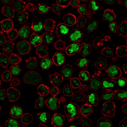 Nucleolin (Marker of Human Cells) Antibody in Immunocytochemistry (ICC/IF)