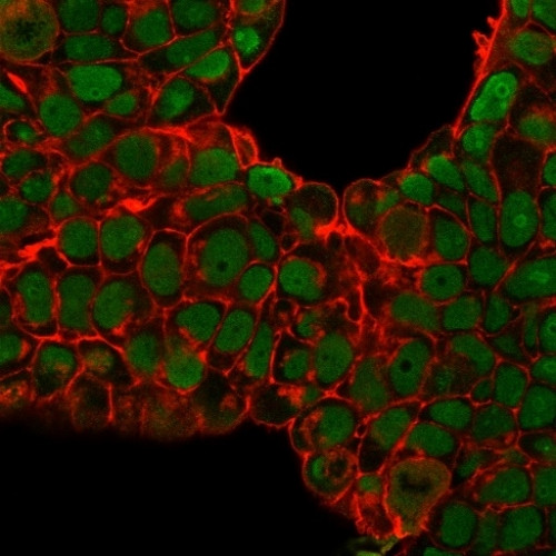 Nucleolin (Marker of Human Cells) Antibody in Immunocytochemistry (ICC/IF)