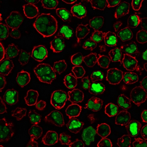 Nucleolin (Marker of Human Cells) Antibody in Immunocytochemistry (ICC/IF)