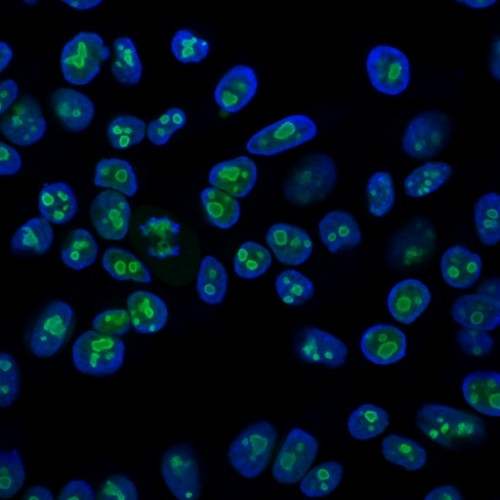 Nucleolin (Marker of Human Cells) Antibody in Immunocytochemistry (ICC/IF)