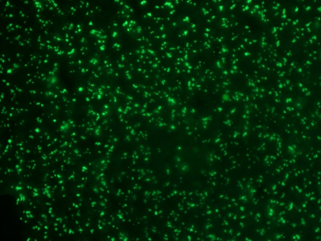 Nucleolin (Marker of Human Cells) Antibody in Immunohistochemistry (Paraffin) (IHC (P))