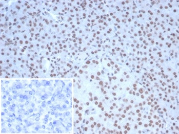 Nucleolin (Marker of Human Cells) Antibody in Immunohistochemistry (Paraffin) (IHC (P))