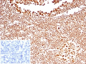 Nucleolin (Marker of Human Cells) Antibody in Immunohistochemistry (Paraffin) (IHC (P))