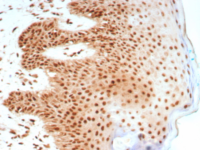 Nucleolin (Marker of Human Cells) Antibody in Immunohistochemistry (Paraffin) (IHC (P))