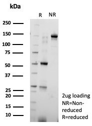 Nucleolin (Marker of Human Cells) Antibody in SDS-PAGE (SDS-PAGE)