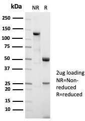 Nucleolin (Marker of Human Cells) Antibody in SDS-PAGE (SDS-PAGE)