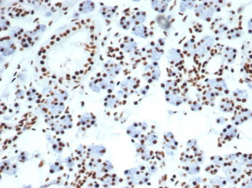 Nucleolin (Marker of Human Cells) Antibody in Immunohistochemistry (Paraffin) (IHC (P))