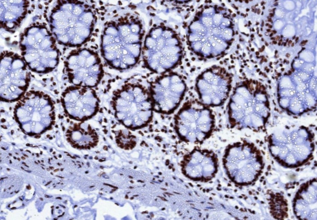 Nucleolin (Marker of Human Cells) Antibody in Immunohistochemistry (Paraffin) (IHC (P))