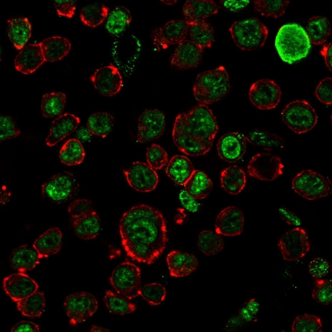 Neurofilament (NF-H) (Neuronal Marker) Antibody in Immunocytochemistry (ICC/IF)