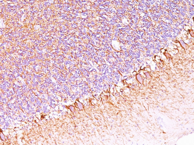 Neurofilament (NF-H) (Neuronal Marker) Antibody in Immunohistochemistry (Paraffin) (IHC (P))