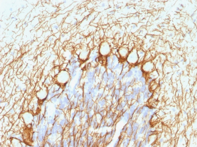 Phospho-NF-H Antibody in Immunohistochemistry (Paraffin) (IHC (P))