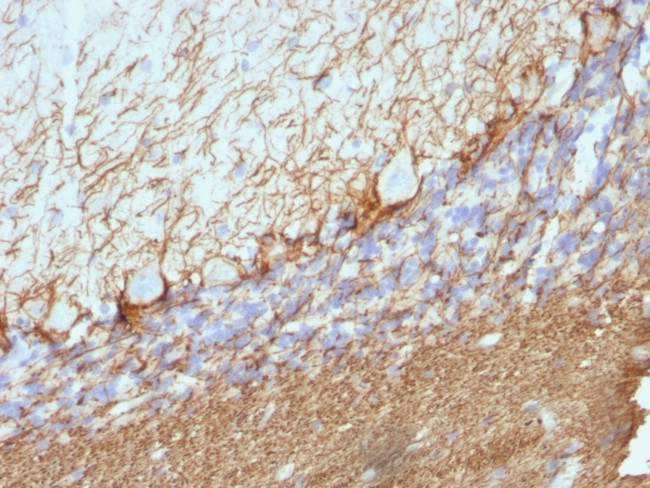 Phospho-NF-H Antibody in Immunohistochemistry (Paraffin) (IHC (P))