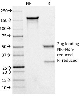 Phospho-NF-H Antibody in SDS-PAGE (SDS-PAGE)