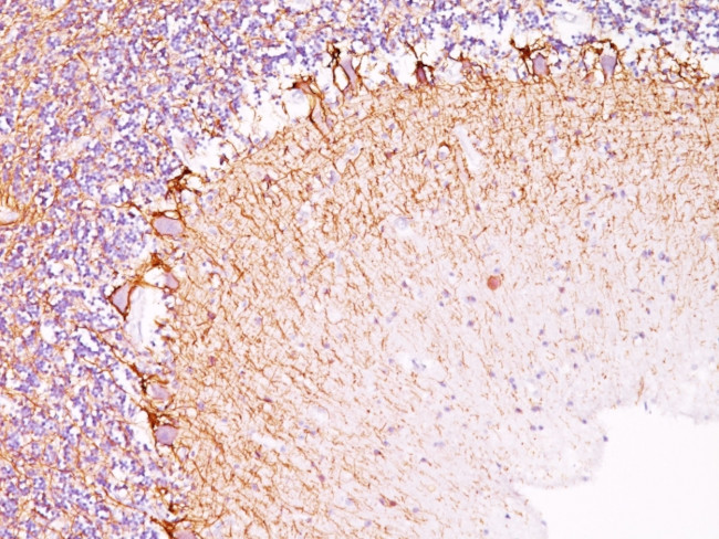 Neurofilament (NF-L) (Neuronal Marker) Antibody in Immunohistochemistry (Paraffin) (IHC (P))