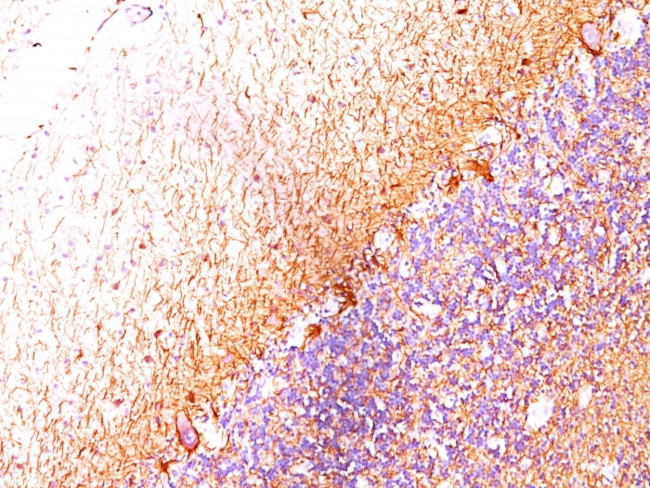 Neurofilament (NF-L) (Neuronal Marker) Antibody in Immunohistochemistry (Paraffin) (IHC (P))