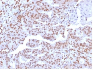 NFIA/NF1A (Nuclear Factor 1A) (Transcription Factor) Antibody in Immunohistochemistry (Paraffin) (IHC (P))