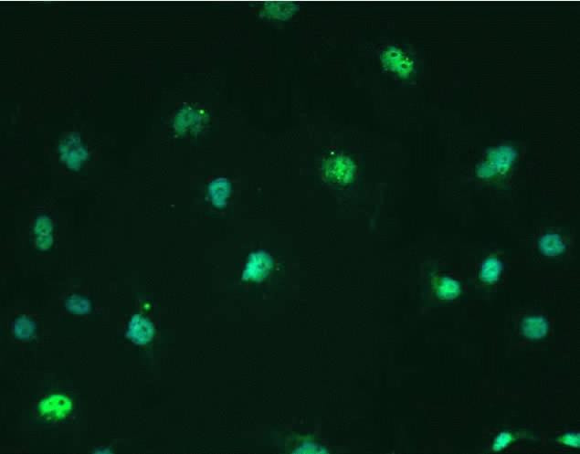 SOX2 Antibody in Immunocytochemistry (ICC/IF)