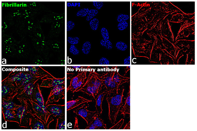 Fibrillarin Antibody in Immunocytochemistry (ICC/IF)