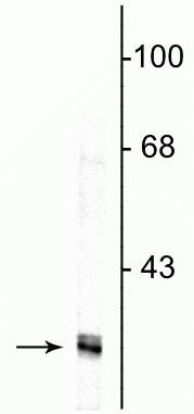 Fibrillarin Antibody in Western Blot (WB)