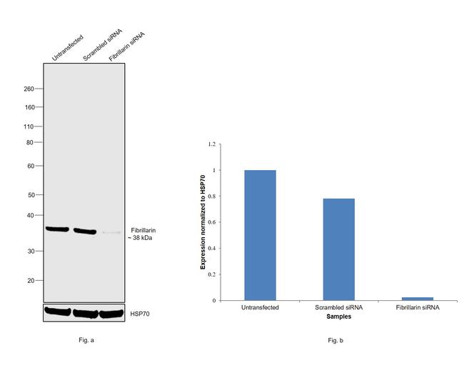 Fibrillarin Antibody in Western Blot (WB)