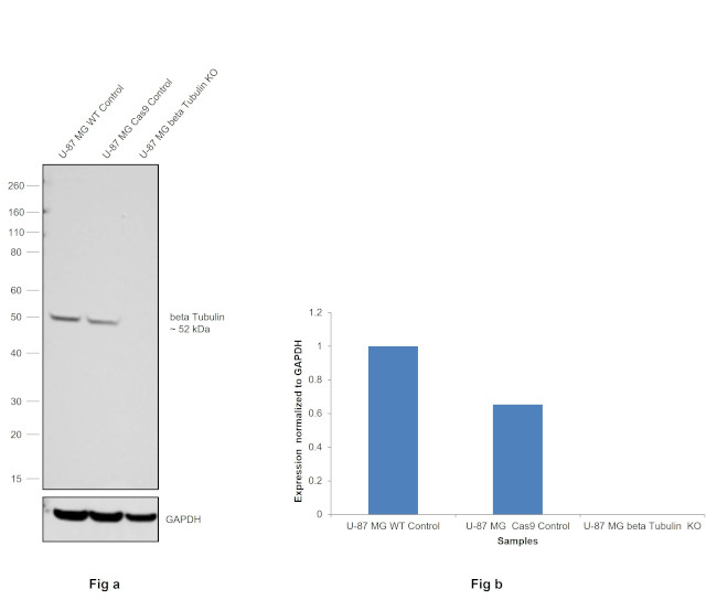 beta Tubulin Antibody