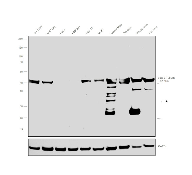 beta Tubulin Antibody in Western Blot (WB)