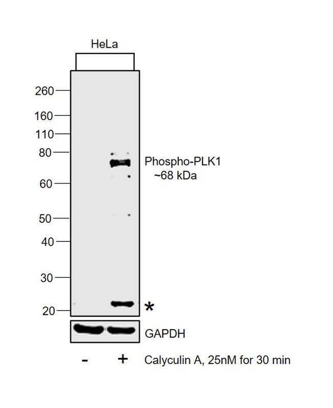 Phospho-PLK1 (Thr210) Antibody in Western Blot (WB)