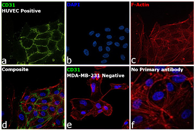 CD31 (PECAM-1) Antibody