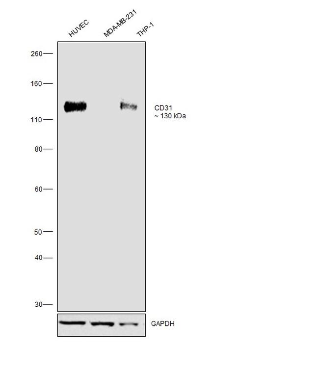 CD31 (PECAM-1) Antibody in Western Blot (WB)