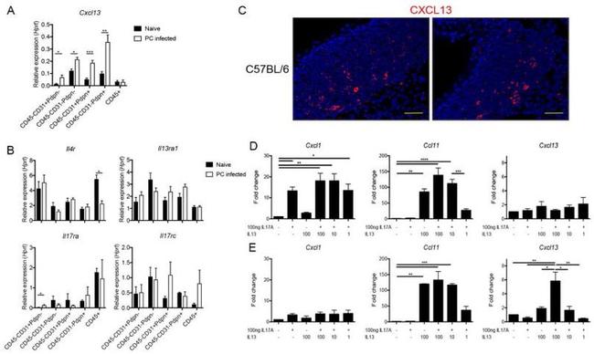 CD45.2 Antibody in Flow Cytometry (Flow)