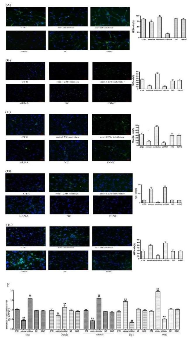 SOX2 Antibody in Immunocytochemistry (ICC/IF)