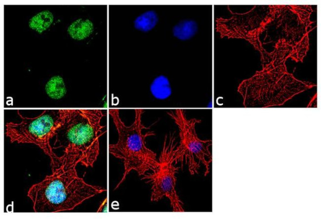 SOX2 Antibody in Immunocytochemistry (ICC/IF)