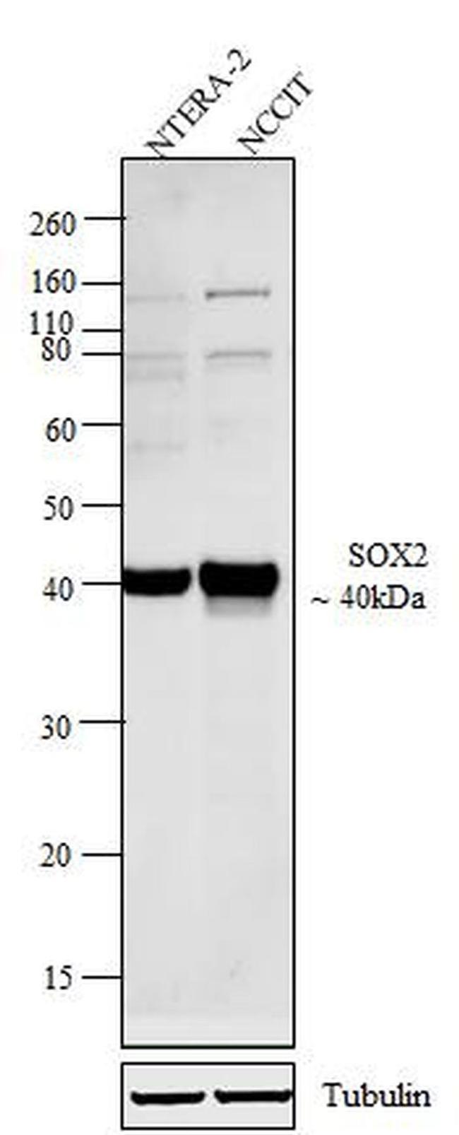 SOX2 Antibody in Western Blot (WB)