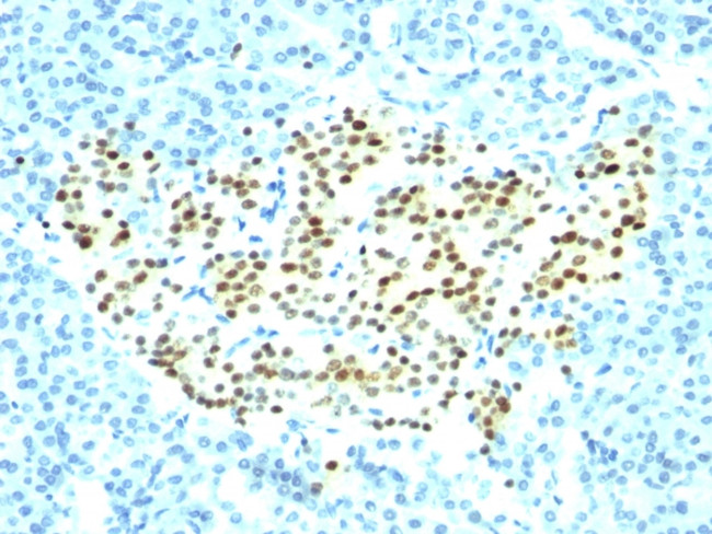 NKX2.2 (Neuroendocrine and Ewing'sarcoma Marker) Antibody in Immunohistochemistry (Paraffin) (IHC (P))