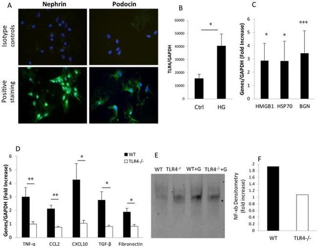 TLR4 Antibody in Gel Shift (GS)