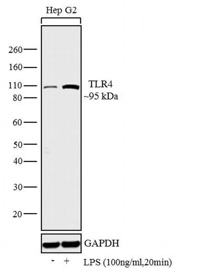 TLR4 Antibody in Western Blot (WB)