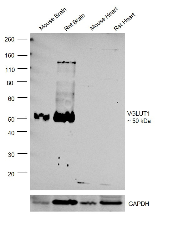 VGLUT1 Antibody