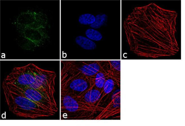 VGLUT1 Antibody in Immunocytochemistry (ICC/IF)