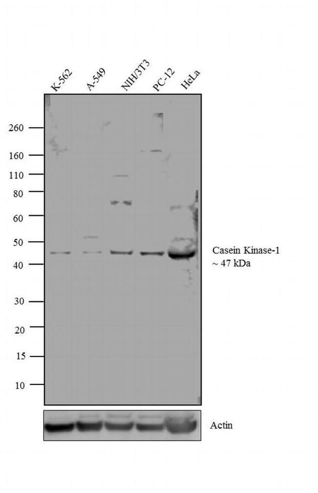 CK1 epsilon Antibody in Western Blot (WB)