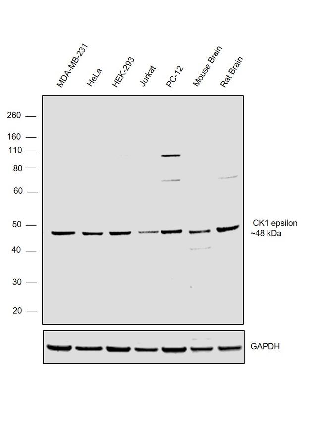 CK1 epsilon Antibody in Western Blot (WB)