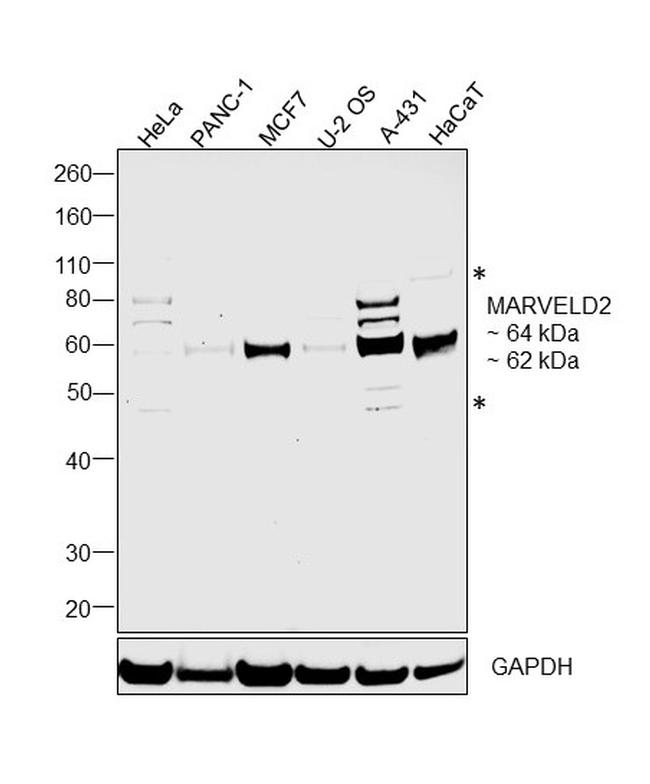 MARVELD2 Antibody in Western Blot (WB)